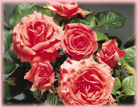 Rosa Climbing (America o.r.)