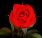 Miss Flippins,rose,Rose,Miniature Roses