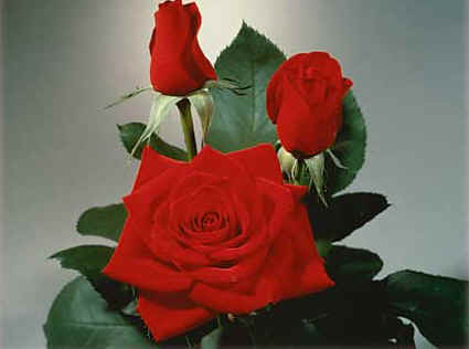 Olympiad bareroot rose