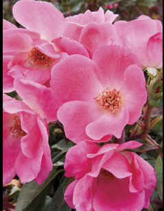 Pink Knock Out bareroot rose