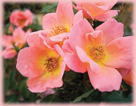 Rainbow Knock Out o.r. bareroot rose