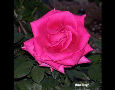 Rina Hugo bareroot rose