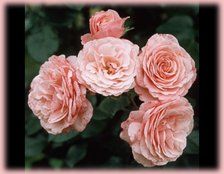 Sexy Rexy bareroot rose