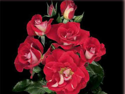 Topsy Turvy bareroot rose