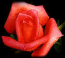 Pierrine,Miniature Roses,roses,rose,romance,love