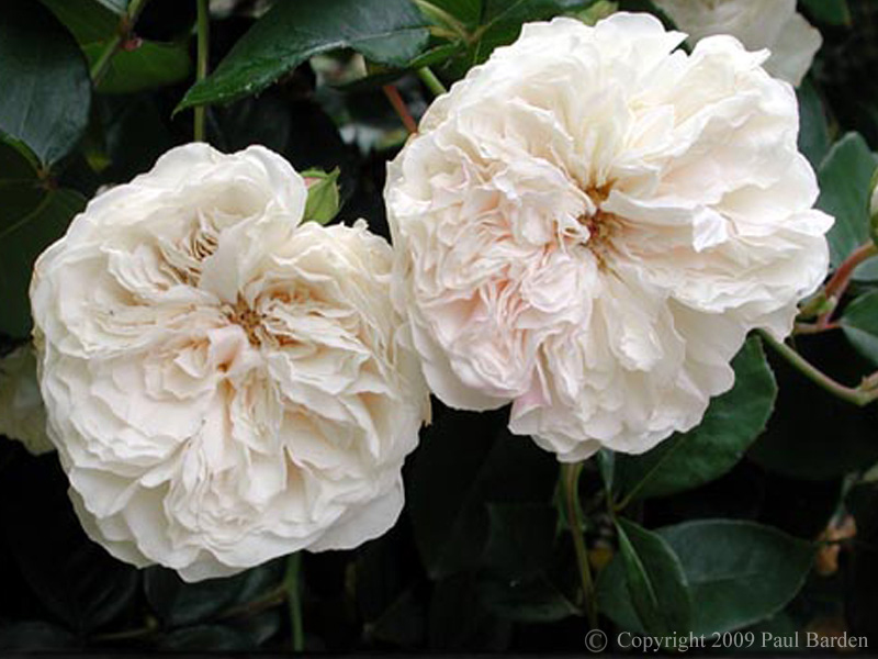 Sombreuil (Colonial White)