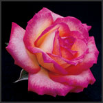 Soroptimist International Soroptimist International