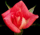 miniature roses - Tennessee